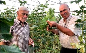 خلاقیت کشاورز آق‌قلایی در تولید محصول سالم در گلخانه کوچک مقیاس

