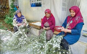 امنیت تولید در صنعت نوغانداری با تبیین خدمات بیمه کرم ابریشم در گیلان