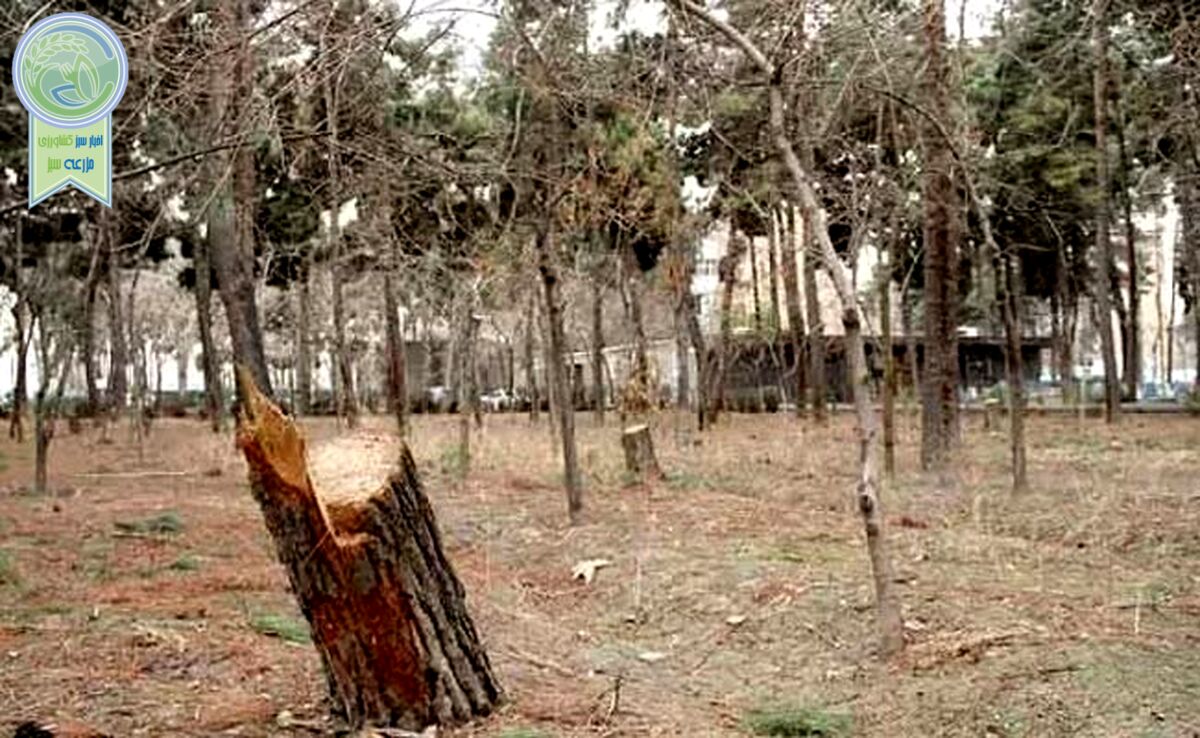 ۸۸۰۰ درخت خشک یا آفت زده در چیتگر

