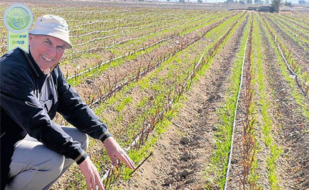 شهرستان داراب پیشتاز کشت روی بسترهای بلند دائم در کشور+ ویدئو

