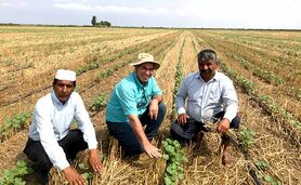 کشت پنبه به روش بی‌خاک‌ورزی در گنبدکاووس+ ویدئو

