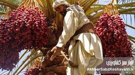  فریاد نخلستان‌های بی‌صدا: قصه تلخ کشاورزی در سراوان؛ جان می‌دهیم، نان نمی‌بریم!