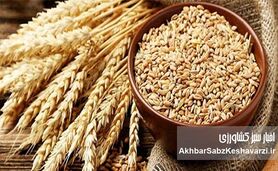 بوی «گرانی نان» به مشام می‌رسد؟ چرا دولت و کشاورزان بر سر قیمت گندم به توافق نمی‌رسند؟
