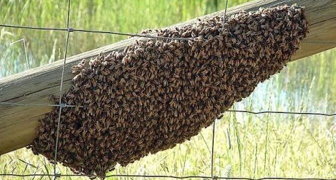 آموزش گرفتن بچه زنبور و انتقال آن به کندو