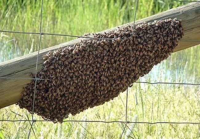 آموزش گرفتن بچه زنبور و انتقال آن به کندو
