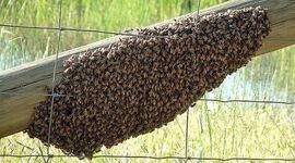 آموزش گرفتن بچه زنبور و انتقال آن به کندو