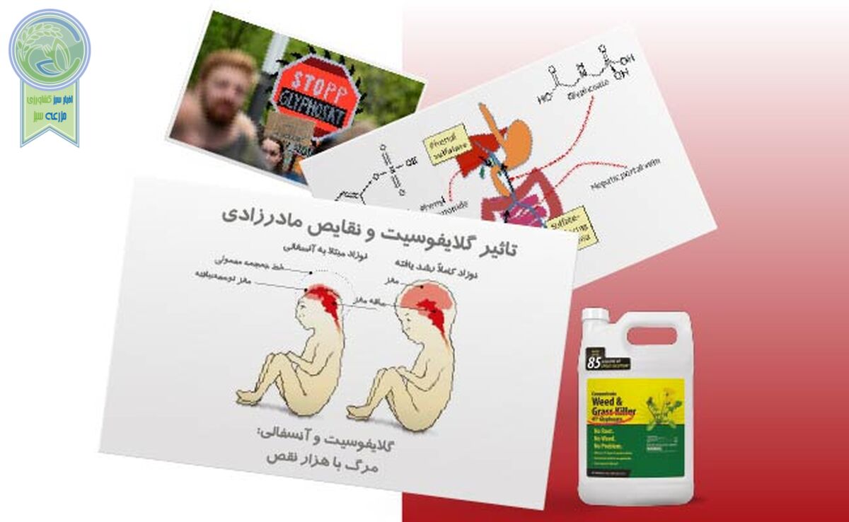 مجادله بی‌سرانجام در استفاده از گلایفوسیت

