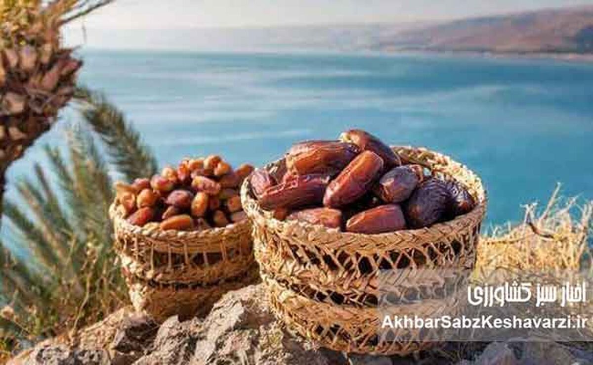 خواص انواع خرما: راهنمای جامع برای انتخاب بهترین خرما