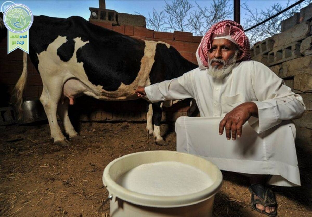 بزرگترین "شهر دام" خاورمیانه در عربستان ساخته شد