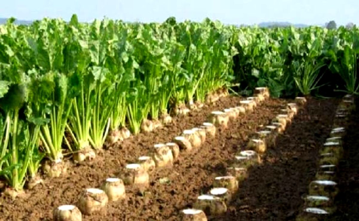 کاهش ۵۰ درصدی سطح زیرکشت چغندر/۸۰۰ هزار تن شکر وارد کشور شد

