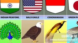 ۱۰ پرنده ملی جهان؛ پرواز نمادها از اسطوره تا پرچم کشورها

