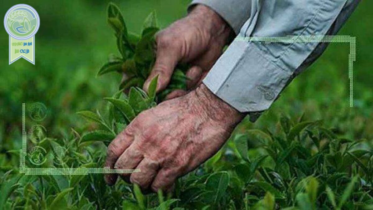 افزایش ۴۸ درصدی قیمت چای سبز در سال جاری