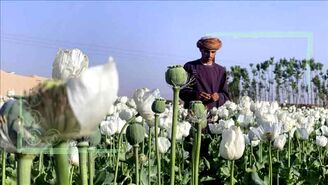 وابستگی اقتصاد افغانستان به خشخاش قطع می‌شود؟