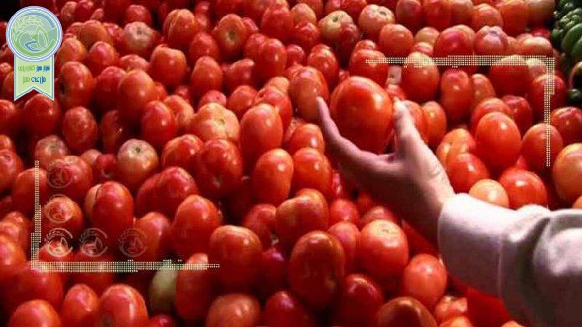کامیون‌داران بار نزدند قیمت گوجه سر به فلک کشید