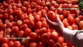 کامیون‌داران بار نزدند قیمت گوجه سر به فلک کشید