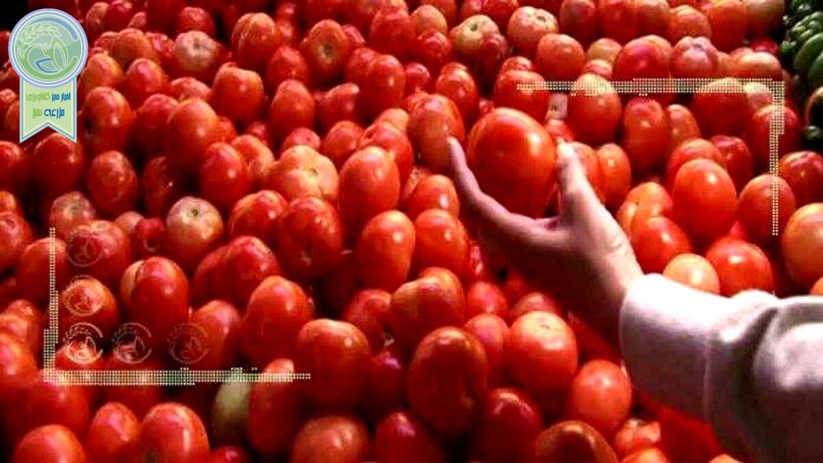 کامیون‌داران بار نزدند قیمت گوجه سر به فلک کشید