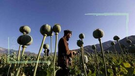 افغانستان مکملی برای کشاورزی ایران