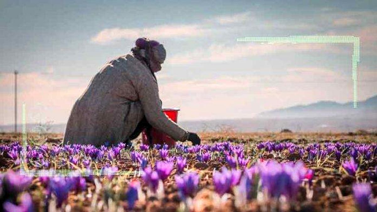 زعفران ایرانی بازارهای جهانی را از دست داد
