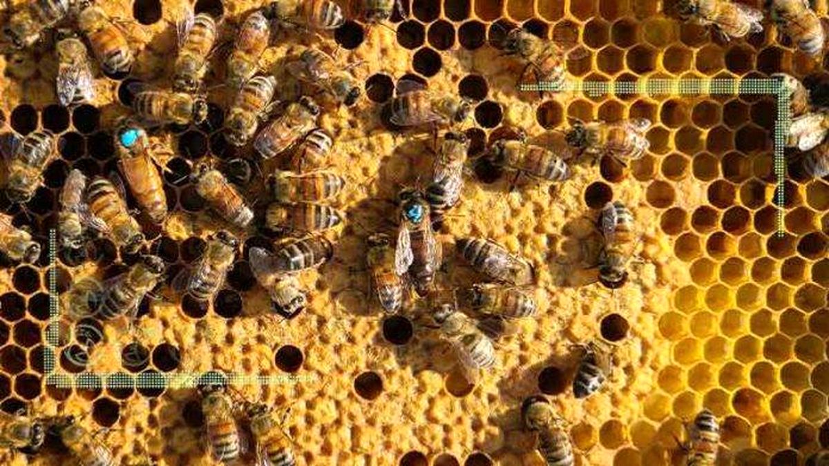 سموم کشاورزی دشمن خطرناک زنبورعسل