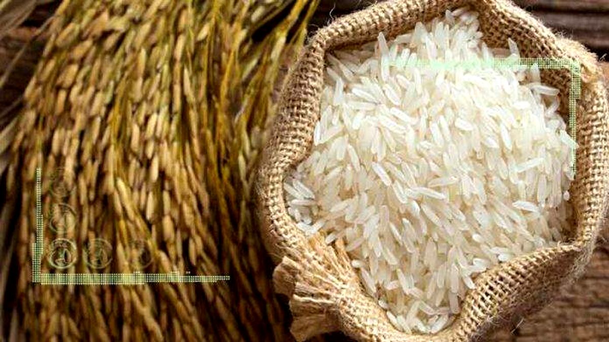 دولت به واردات برنج خارجی چک سفید نمی‌دهد