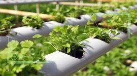 بی‌رغبتی شرکت‌های دانش بنیان برای حضور در بخش کشاورزی