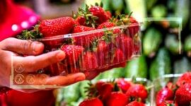 توت‌ فرنگی‌ گلستان نیازمند صنایع تبدیلی