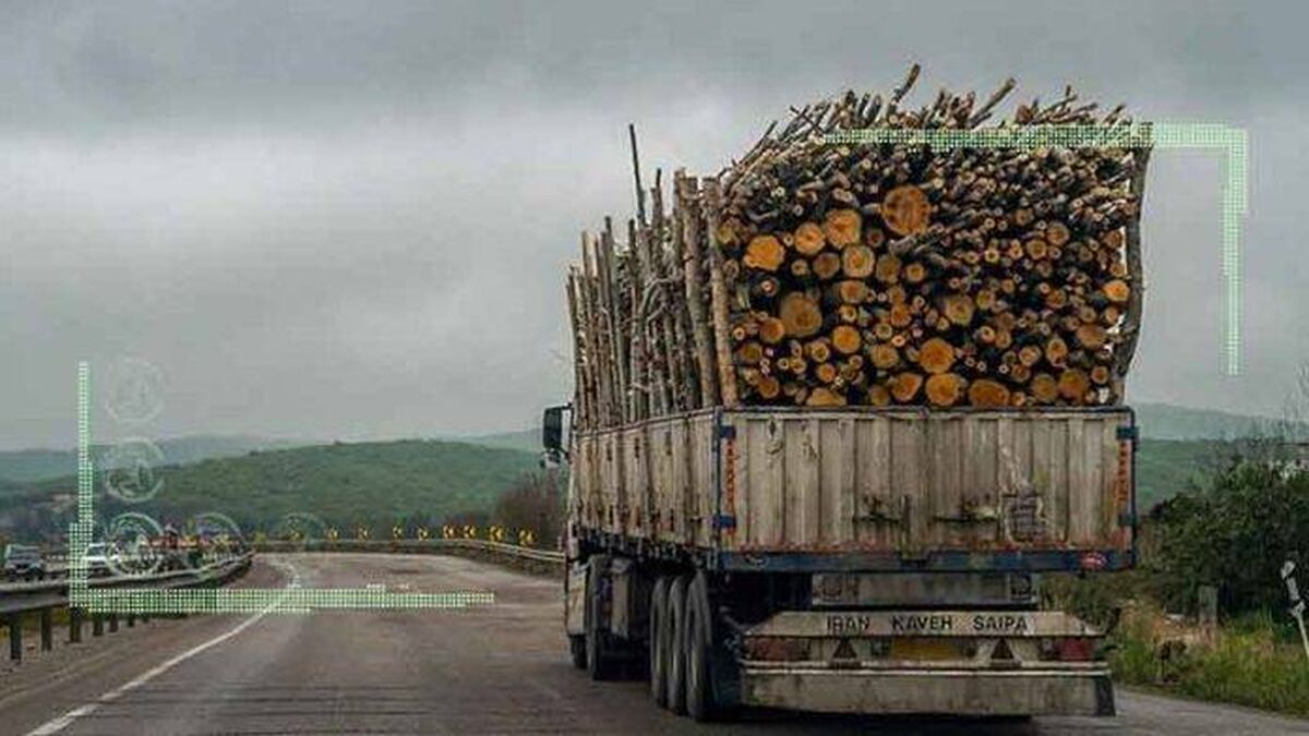 قاچاق چوب زخمی بر جان جنگل‌های بلوط