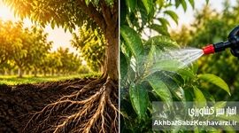 تغذیه ریشه بهتر است یا محلول‌پاشی؟  
