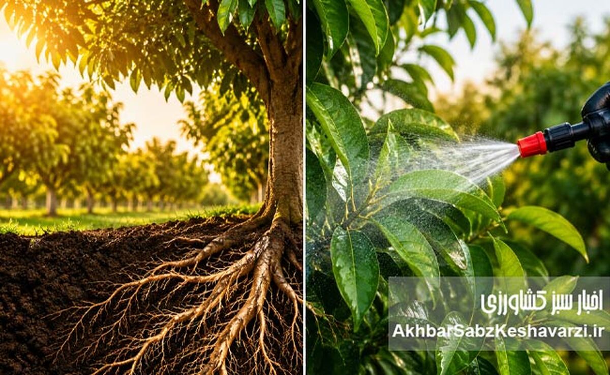 تغذیه ریشه بهتر است یا محلول‌پاشی؟  