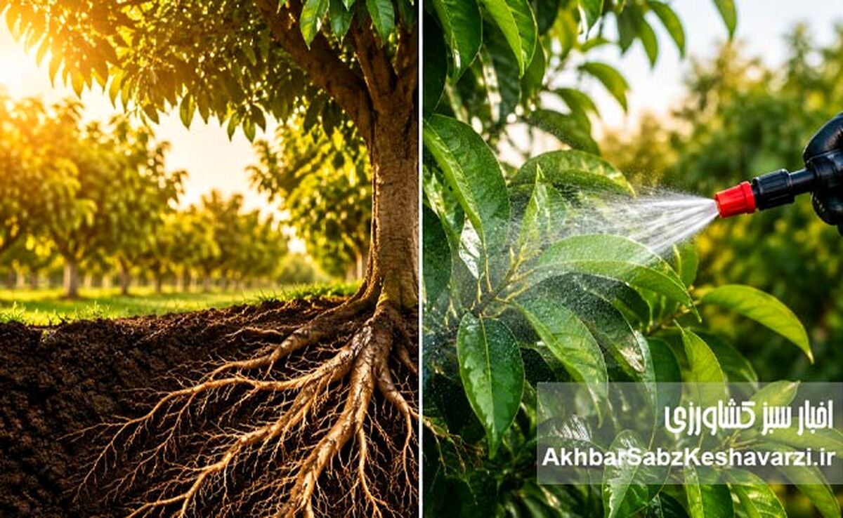 تغذیه ریشه بهتر است یا محلول‌پاشی؟  