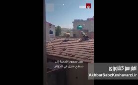 فرار یک گوسفند قبل از قربانی شدن به پشت بام + ویدئو

