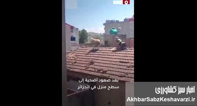 فرار یک گوسفند قبل از قربانی شدن به پشت بام + ویدئو
