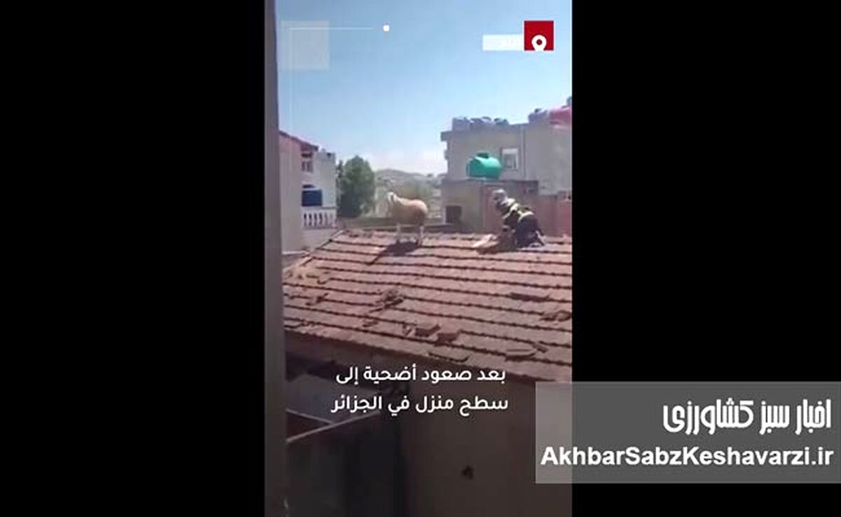 فرار یک گوسفند قبل از قربانی شدن به پشت بام + ویدئو
