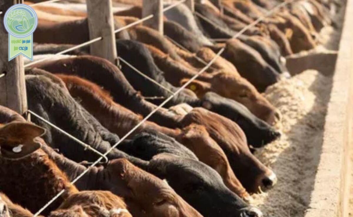 قیمت نهاده های دامی و محصولات کشاورزی ۳ آذر ۱۴۰۳+ جدول

