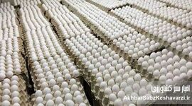 صادرات تخم مرغ ایران به عمان به زودی آغاز می‌شود