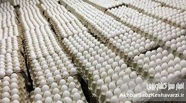 صادرات تخم مرغ ایران به عمان به زودی آغاز می‌شود