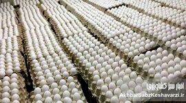 صادرات تخم مرغ ایران به عمان به زودی آغاز می‌شود