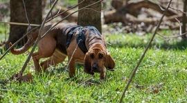 استفاده از سگ‌های ردیاب در شناسایی آفات و بیماری‎های درختان
