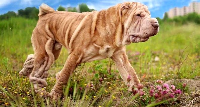 زشت ترین نژادهای سگ در جهان
