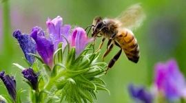 زنبورهای عسل کوچک، سرمایه‌های مغفول مانده