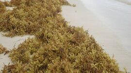 جلبک‌ها بخشی از امنیت غذایی