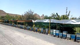 بانوان جوان کارآفرین در عرصه زنبورداری