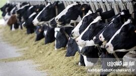 واکنش وزارت بهداشت به شیوع تب برفکی در دام‌ها؛ تأکید بر غیرقابل‌انتقال بودن به انسان