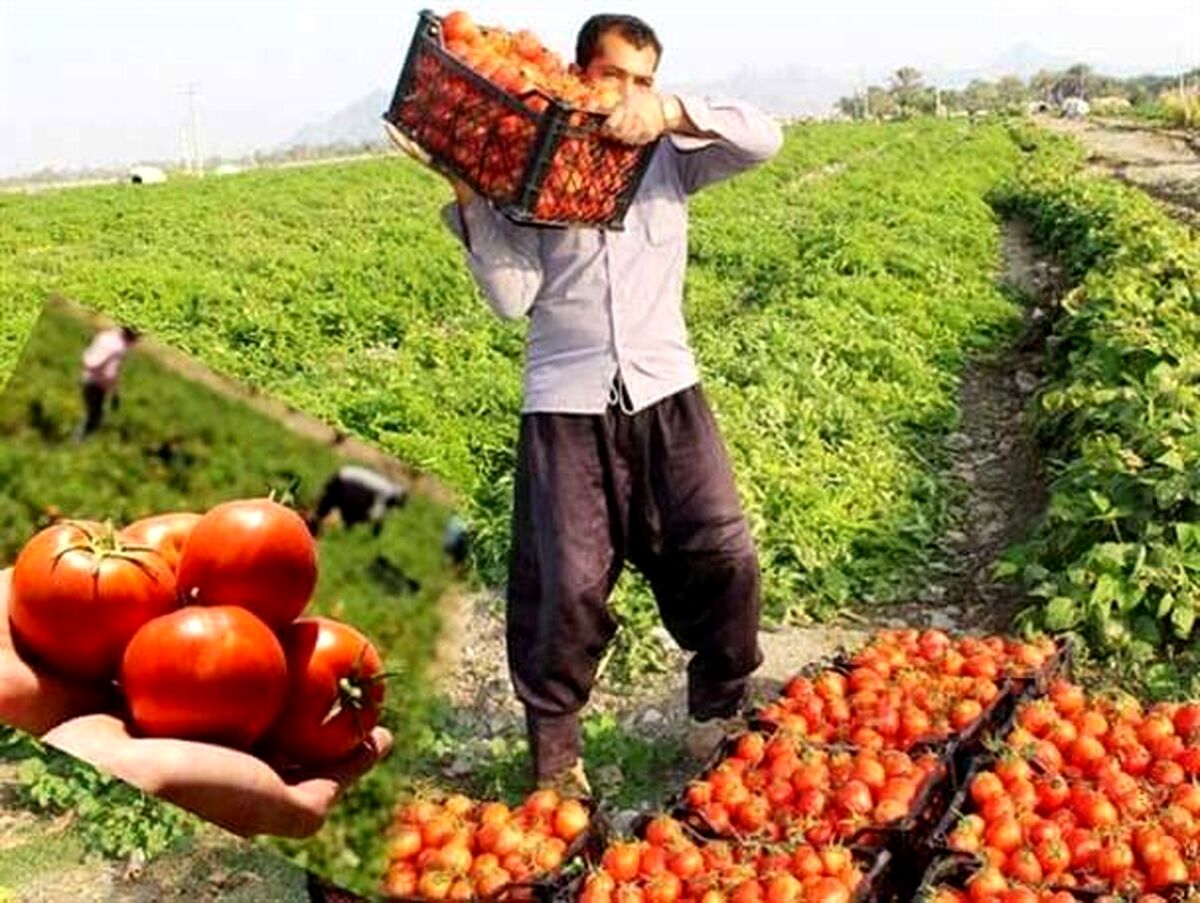 رنج تولید برای کشاورزان؛ سود فروش برای دلالان