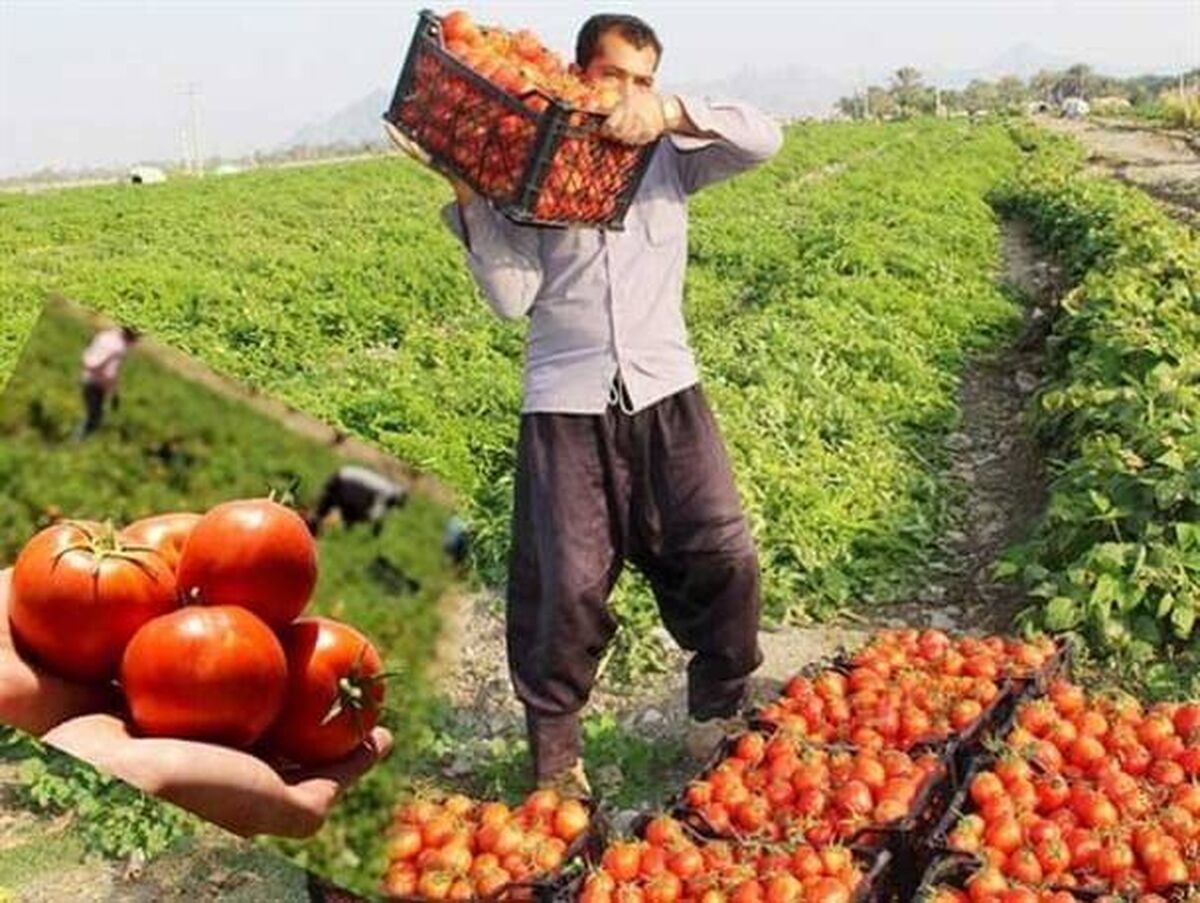 رنج تولید برای کشاورزان؛ سود فروش برای دلالان