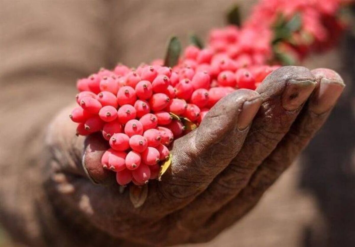 چرا زرشک‌کاران پای در کوچه بن بست گذاشتند؟