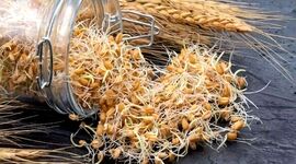 جوانه گندم، گیاه که شما را جوان نگه می‌دارد
