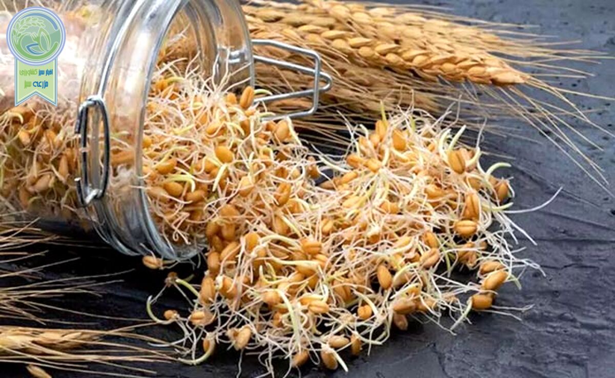 جوانه گندم، گیاه که شما را جوان نگه می‌دارد