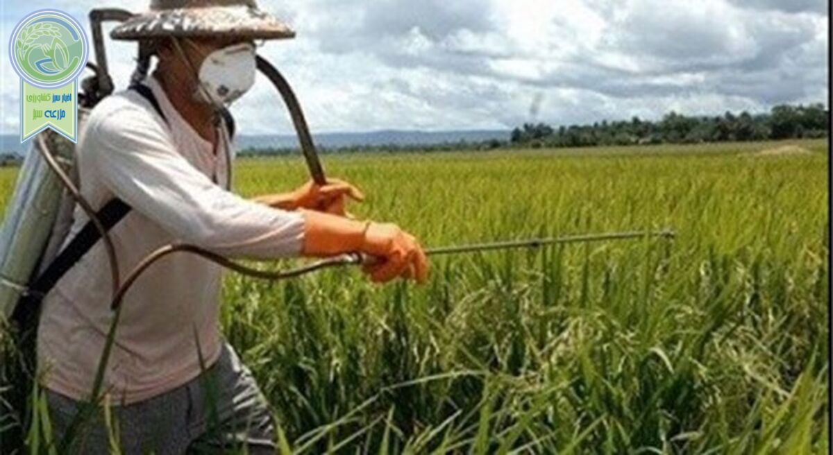مبارزه با بیماری‌های گندم در سطح ۸۰۶ هزار هکتار تاکنون

