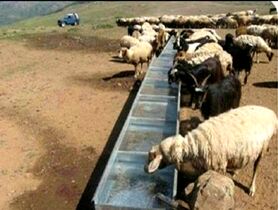 بازی دو سر باخت دامدار ایرانی
